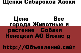 Щенки Сибирской Хаски › Цена ­ 20 000 - Все города Животные и растения » Собаки   . Ненецкий АО,Вижас д.